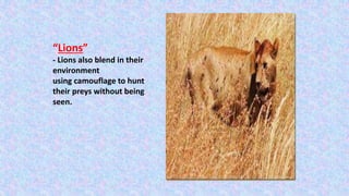 “Lions”
- Lions also blend in their
environment
using camouflage to hunt
their preys without being
seen.
 