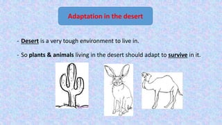 - Desert is a very tough environment to live in.
- So plants & animals living in the desert should adapt to survive in it.
Adaptation in the desert
 
