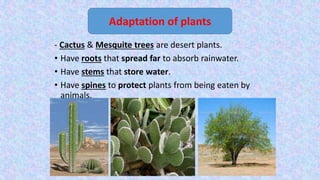 - Cactus & Mesquite trees are desert plants.
• Have roots that spread far to absorb rainwater.
• Have stems that store water.
• Have spines to protect plants from being eaten by
animals.
Adaptation of plants
 