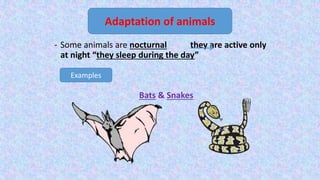 - Some animals are nocturnal they are active only
at night “they sleep during the day”
Bats & Snakes
Adaptation of animals
Examples
 