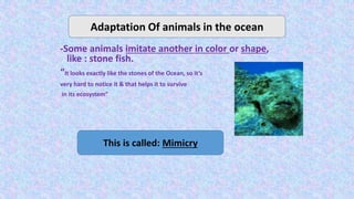 -Some animals imitate another in color or shape,
like : stone fish.
“It looks exactly like the stones of the Ocean, so it’s
very hard to notice it & that helps it to survive
in its ecosystem”
Adaptation Of animals in the ocean
This is called: Mimicry
 