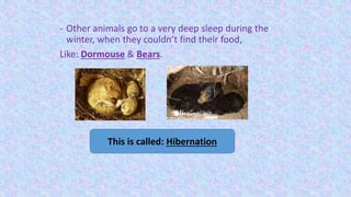 - Other animals go to a very deep sleep during the
winter, when they couldn’t find their food,
Like: Dormouse & Bears.
This is called: Hibernation
 
