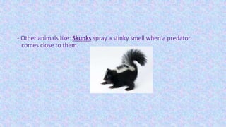 - Other animals like: Skunks spray a stinky smell when a predator
comes close to them.
 