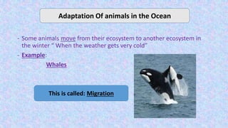 - Some animals move from their ecosystem to another ecosystem in
the winter “ When the weather gets very cold”
- Example:
Whales
Adaptation Of animals in the Ocean
This is called: Migration
 