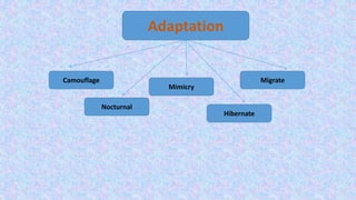 Adaptation
Camouflage
Mimicry
Nocturnal
Hibernate
Migrate
 
