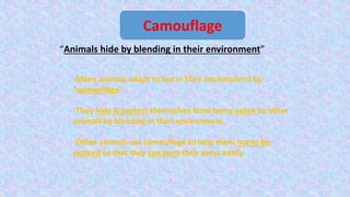 “Animals hide by blending in their environment”
Camouflage
-Many animals adapt to live in their environment by
“camouflage”.
-They hide & protect themselves from being eaten by other
animals by blending in their environment .
-Other animals use camouflage to help them not to be
noticed so that they can hunt their preys easily.
 