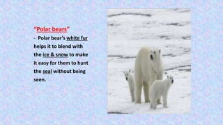 “Polar bears”
- Polar bear’s white fur
helps it to blend with
the ice & snow to make
it easy for them to hunt
the seal without being
seen.
 
