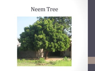 Neem	
  Tree	
  
 