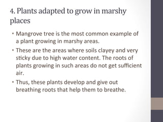 4.	
  Plants	
  adapted	
  to	
  grow	
  in	
  marshy	
  
places	
  
•  Mangrove	
  tree	
  is	
  the	
  most	
  common	
  example	
  of	
  
a	
  plant	
  growing	
  in	
  marshy	
  areas.	
  	
  
•  These	
  are	
  the	
  areas	
  where	
  soils	
  clayey	
  and	
  very	
  
s@cky	
  due	
  to	
  high	
  water	
  content.	
  The	
  roots	
  of	
  
plants	
  growing	
  in	
  such	
  areas	
  do	
  not	
  get	
  suﬃcient	
  
air.	
  	
  
•  Thus,	
  these	
  plants	
  develop	
  and	
  give	
  out	
  
breathing	
  roots	
  that	
  help	
  them	
  to	
  breathe.	
  	
  
 