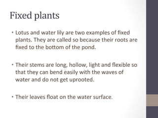 Fixed	
  plants	
  	
  
•  Lotus	
  and	
  water	
  lily	
  are	
  two	
  examples	
  of	
  ﬁxed	
  
plants.	
  They	
  are	
  called	
  so	
  because	
  their	
  roots	
  are	
  
ﬁxed	
  to	
  the	
  boXom	
  of	
  the	
  pond.	
  	
  
•  Their	
  stems	
  are	
  long,	
  hollow,	
  light	
  and	
  ﬂexible	
  so	
  
that	
  they	
  can	
  bend	
  easily	
  with	
  the	
  waves	
  of	
  
water	
  and	
  do	
  not	
  get	
  uprooted.	
  	
  
•  Their	
  leaves	
  ﬂoat	
  on	
  the	
  water	
  surface.	
  	
  
 