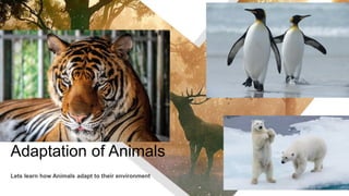 Adaptation of Animals
Lets learn how Animals adapt to their environment
 