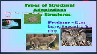 Adaptation Features Adaptation | PDF