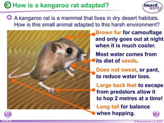 © Boardworks Ltd 2004
14 of 21
A very varied diet
ranging from grass
and bark to thorns
and bones.
Nostrils can closed
when needed to
protect the camel
in sandstorms.
How is a kangaroo rat adapted?
Long tail for balance
when hopping.
Brown fur for camouflage
and only goes out at night
when it is much cooler.
A kangaroo rat is a mammal that lives in dry desert habitats.
How is this small animal adapted to this harsh environment?
Large back feet to escape
from predators allow it
to hop 2 metres at a time!
Most water comes from
its diet of seeds.
Does not sweat, or pant,
to reduce water loss.
 