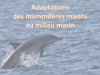 Adaptation des mammifères marins au milieu aquatique