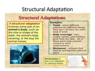 Adaptation-Evolution.ppt evidence of evolution | PPT