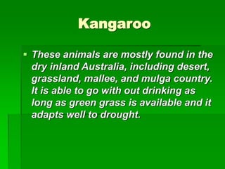 Kangaroo
 These animals are mostly found in the
dry inland Australia, including desert,
grassland, mallee, and mulga country.
It is able to go with out drinking as
long as green grass is available and it
adapts well to drought.
 