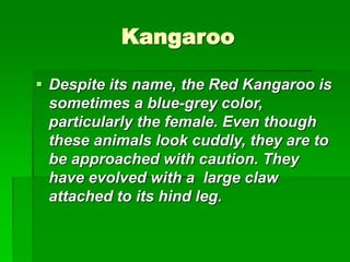 Kangaroo
 Despite its name, the Red Kangaroo is
sometimes a blue-grey color,
particularly the female. Even though
these animals look cuddly, they are to
be approached with caution. They
have evolved with a large claw
attached to its hind leg.
 