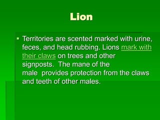 Lion
 Territories are scented marked with urine,
feces, and head rubbing. Lions mark with
their claws on trees and other
signposts. The mane of the
male provides protection from the claws
and teeth of other males.
 