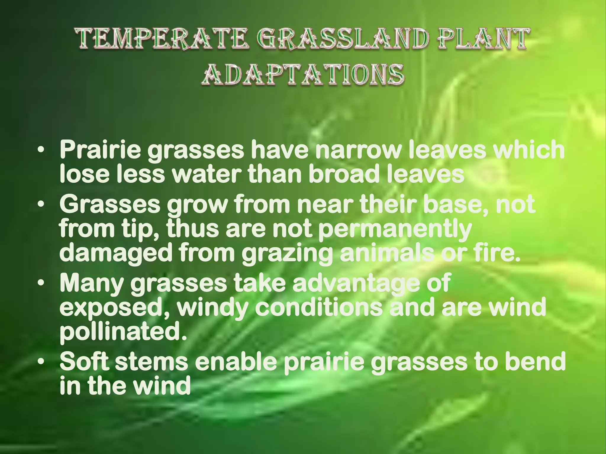 • Prairie grasses have narrow leaves which
  lose less water than broad leaves
• Grasses grow from near their base, not
  from tip, thus are not permanently
  damaged from grazing animals or fire.
• Many grasses take advantage of
  exposed, windy conditions and are wind
  pollinated.
• Soft stems enable prairie grasses to bend
  in the wind
 