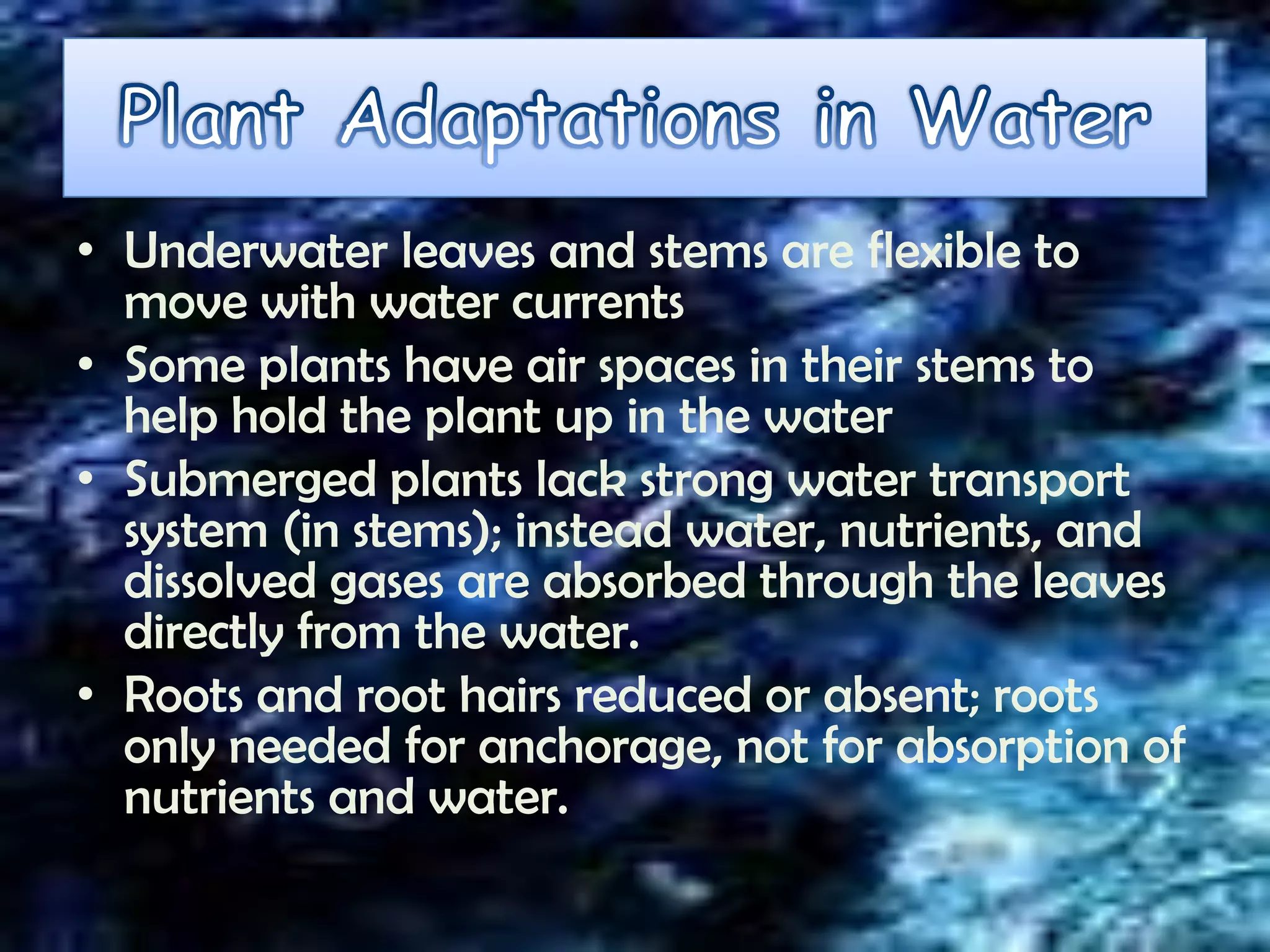 • Underwater leaves and stems are flexible to
  move with water currents
• Some plants have air spaces in their stems to
  help hold the plant up in the water
• Submerged plants lack strong water transport
  system (in stems); instead water, nutrients, and
  dissolved gases are absorbed through the leaves
  directly from the water.
• Roots and root hairs reduced or absent; roots
  only needed for anchorage, not for absorption of
  nutrients and water.
 