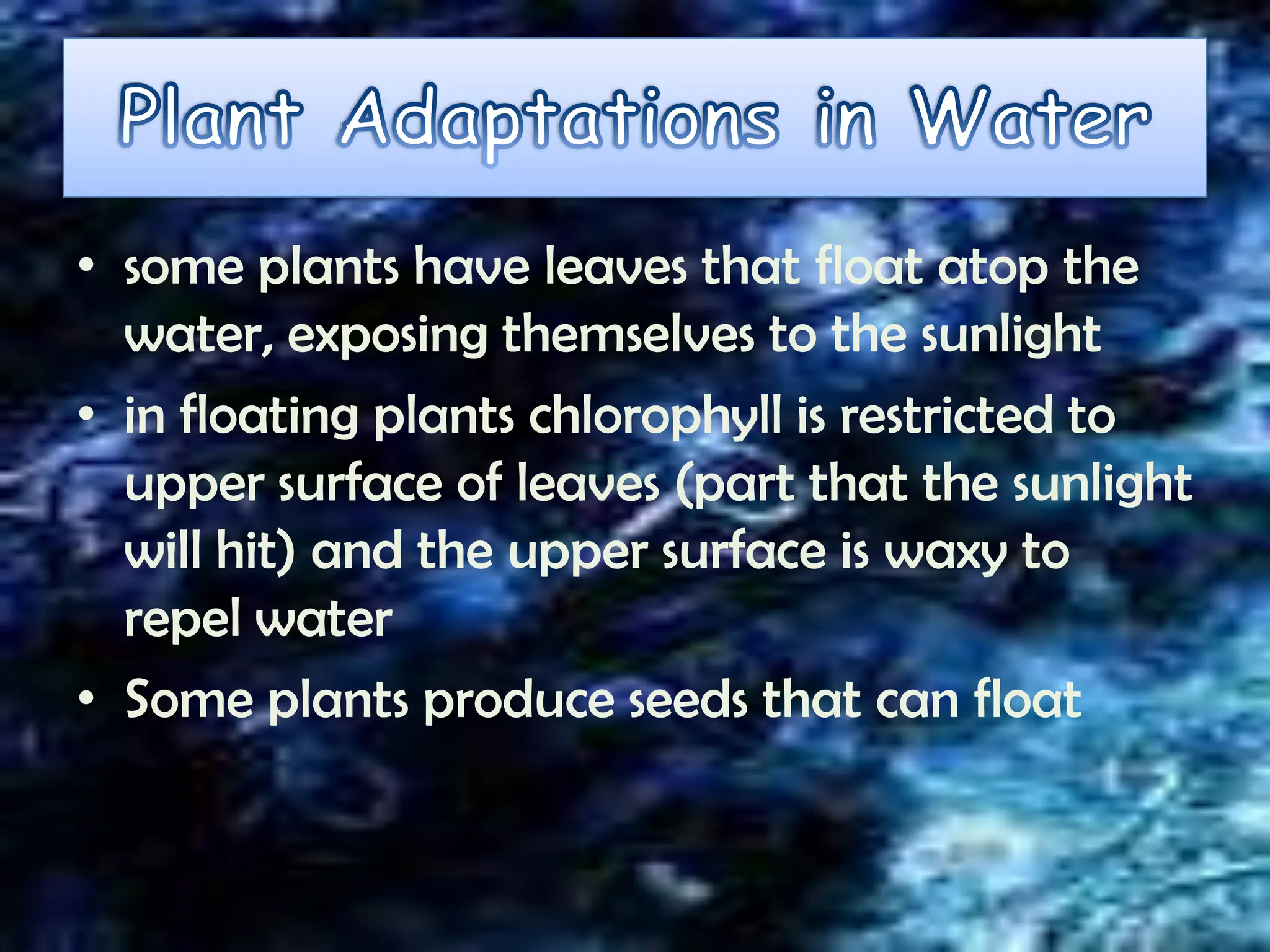 • some plants have leaves that float atop the
  water, exposing themselves to the sunlight
• in floating plants chlorophyll is restricted to
  upper surface of leaves (part that the sunlight
  will hit) and the upper surface is waxy to
  repel water
• Some plants produce seeds that can float
 