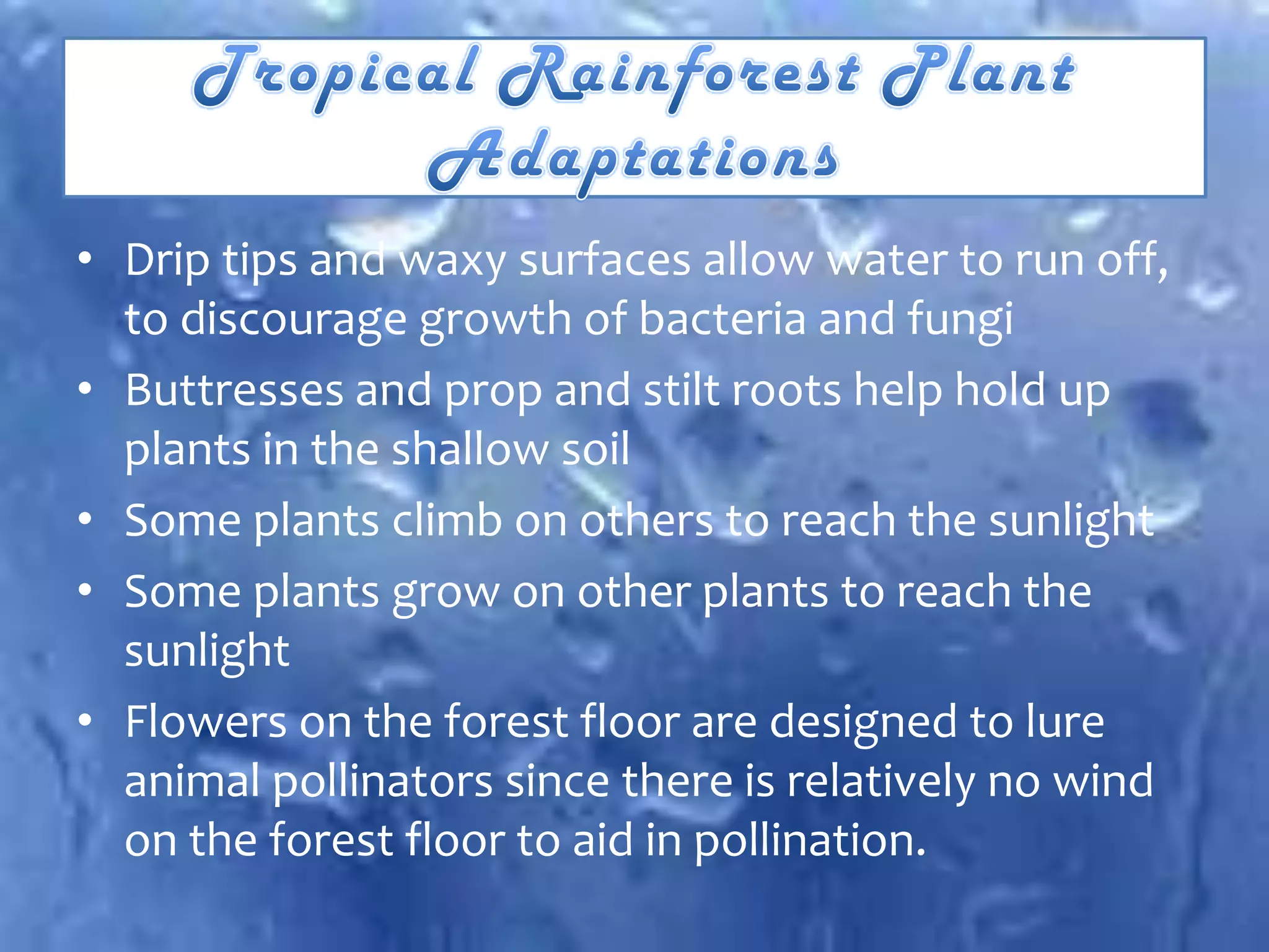 • Drip tips and waxy surfaces allow water to run off,
  to discourage growth of bacteria and fungi
• Buttresses and prop and stilt roots help hold up
  plants in the shallow soil
• Some plants climb on others to reach the sunlight
• Some plants grow on other plants to reach the
  sunlight
• Flowers on the forest floor are designed to lure
  animal pollinators since there is relatively no wind
  on the forest floor to aid in pollination.
 