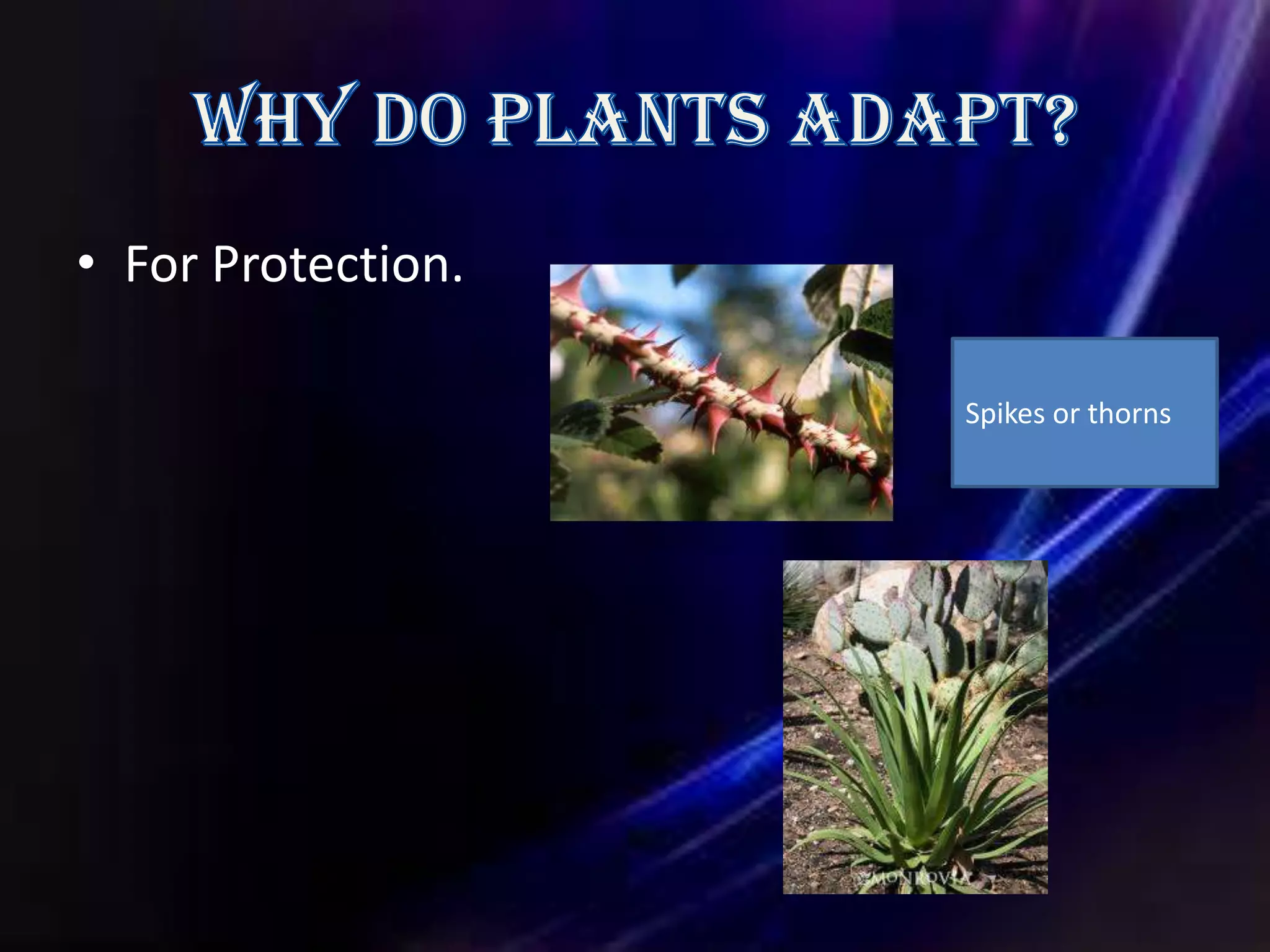 • For Protection.

                    Spikes or thorns
 