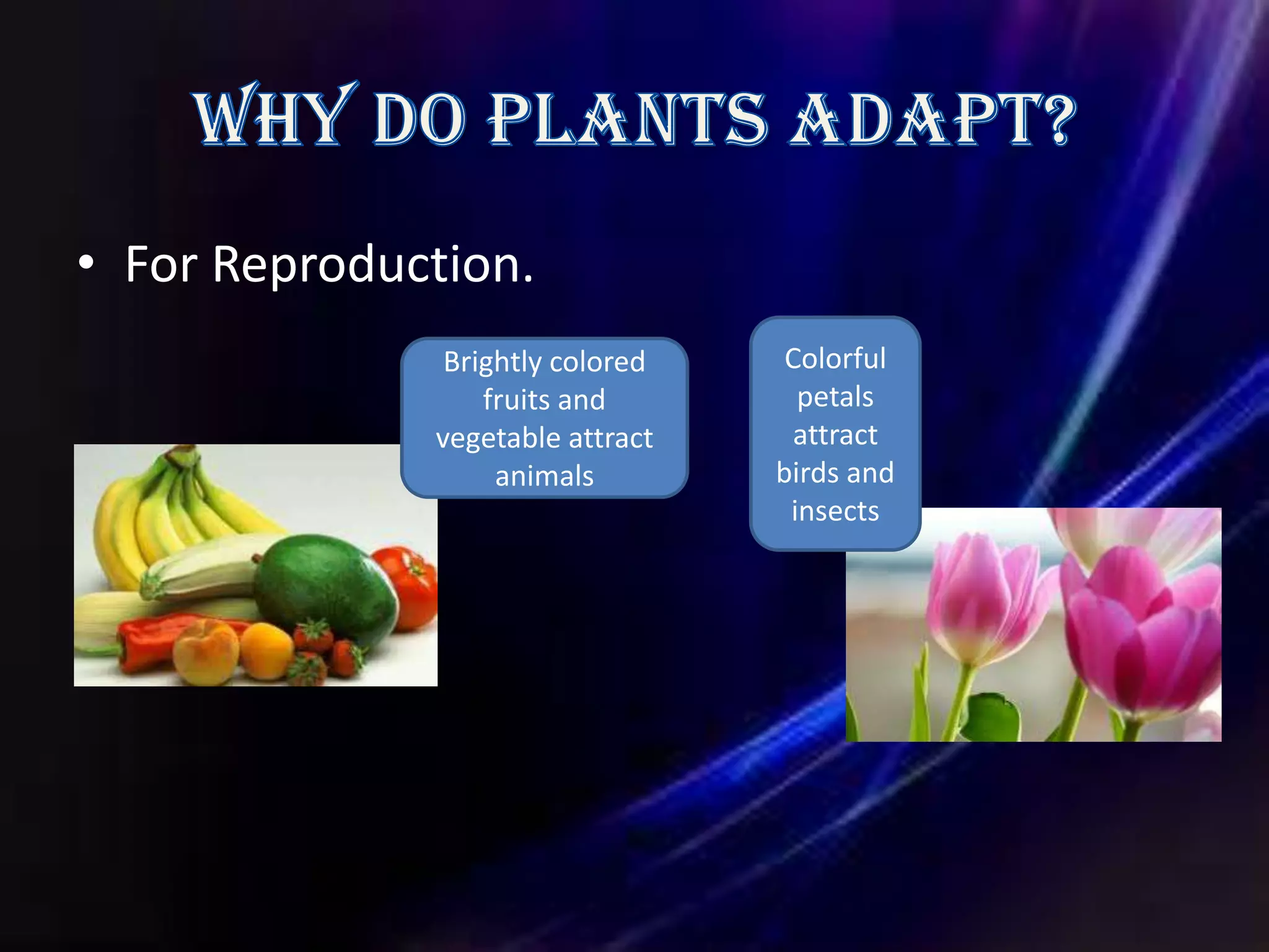 • For Reproduction.
               Brightly colored    Colorful
                  fruits and        petals
              vegetable attract     attract
                   animals        birds and
                                   insects
 