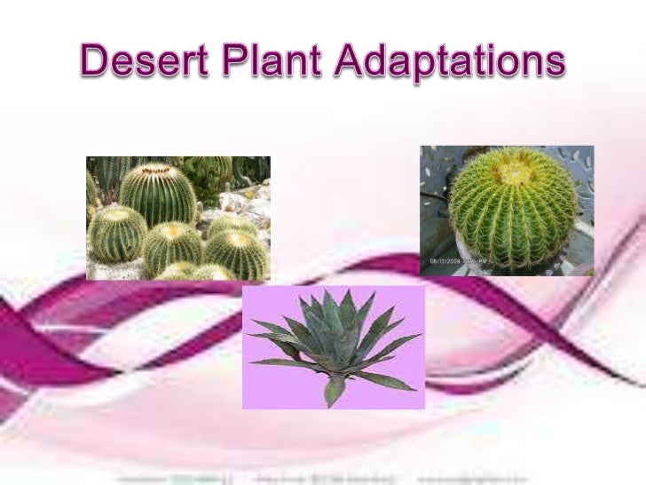 Plant Adaptation