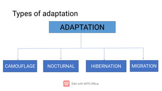Types of adaptation
ADAPTATION
ADAPTATION
CAMOUFLAGE NOCTURNAL HIBERNATION MIGRATION
 
