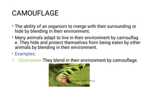 CAMOUFLAGE
•
•
•
1.
The ability of an organism to merge with their surrounding or
hide by blending in their environment.
Many animals adapt to live in their environment by camouﬂag
e .They hide and protect themselves from being eaten by other
animals by blending in their environment.
Examples:
Chameleon-They blend in their environment by camouﬂage.
 