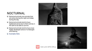 NOCTURNAL




Nocturnal animals are animals that
are active during the night and sleep
during the day.
Nocturnal animals tend to have
hightened sense due to their activity in
the dark to be able to survive.
Nocturnal animals tend to have more
highly developed sense of smell,sight
and hearing.
Examples:-Bats
 