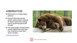 HIBERNATION




Hibernation is a deep sleep
process.
Animal hibernate during
winter season and in scarcity
of food to save their energy
and to avoid that particular
climate.
The total length of hibernation
varied widely from less than
four months to more than
seven months.
Example:-Bears
 
