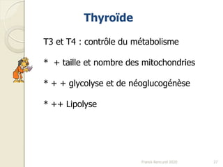 Thyroïde
T3 et T4 : contrôle du métabolisme
* + taille et nombre des mitochondries
* + + glycolyse et de néoglucogénèse
* ++ Lipolyse
27Franck Rencurel 2020
 