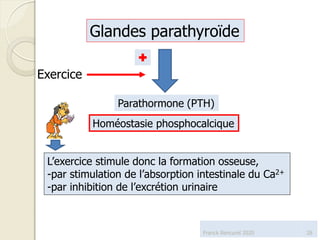 Glandes parathyroïde
Homéostasie phosphocalcique
Parathormone (PTH)
L’exercice stimule donc la formation osseuse,
-par stimulation de l’absorption intestinale du Ca2+
-par inhibition de l’excrétion urinaire
Exercice

28Franck Rencurel 2020
 