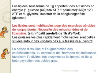 Franck Rencurel 2020 39
Les lipides sous forme de Tg apportent des AG riches en
énergie (1 glucose (6C)=36 ATP, 1 palmitate(16C)= 129
ATP et du glycérol, substrat de la néoglucogenèse
(glucose)
Les lipides sont mobilisables pour des exercices aérobies
de longue durée. Nécessite des mitochondries et de
l’oxygène. (significatif au-delà de 1h d’effort).
Les graisses les plus rapidement mobilisables sont celles
situées autour des viscères pas aux fesses ni au ventre!
La baisse d’insuline et l’augmentation des
catécholamines, du cortisol et de l’hormone de croissance
favorisent l’activités des enzymes de la lipolyse et de la
béta-oxydation des acides gras.
 