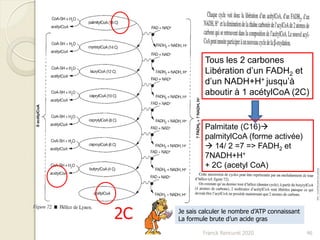 Franck Rencurel 2020 46
2C
Tous les 2 carbones
Libération d’un FADH2 et
d’un NADH+H+ jusqu’à
aboutir à 1 acétylCoA (2C)
Palmitate (C16)
palmitylCoA (forme activée)
 14/ 2 =7 => FADH2 et
7NADH+H+
+ 2C (acetyl CoA)
Je sais calculer le nombre d’ATP connaissant
La formule brute d’un acide gras
 