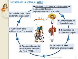 Franck Rencurel 2020 60
Contrôle de la volémie: ADH
2- Diminution du volume plasmatique =>
Hémoconcentration et
augmentation de l’osmolarité
1- L’activité musculaire
déclenche la sudation
3-Osmorécepteurs
hypothalamus
5- sécrétion d’ ADH
(hormone antidiurétique)
6- Augmentation de la
réabsorption tubulaire
de l’eau (TCD)
7- Correction de la
volémie et de l’osmolarité
4- Stimulation de
la post-hypophyse
 