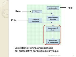Franck Rencurel 2020 64
Rein
Foie
Foie
Le système Rénine/Angiostensine
est aussi activé par l’exercice physique
 