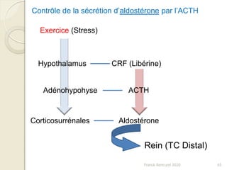 Franck Rencurel 2020 65
Contrôle de la sécrétion d’aldostérone par l’ACTH
Exercice (Stress)
Hypothalamus CRF (Libérine)
Adénohypohyse ACTH
Corticosurrénales Aldostérone
Rein (TC Distal)
 