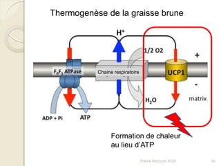 Franck Rencurel 2020 81
Thermogenèse de la graisse brune
Chaine respiratoire
Formation de chaleur
au lieu d’ATP
 