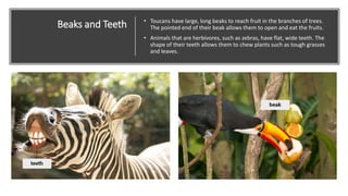 Beaks and Teeth • Toucans have large, long beaks to reach fruit in the branches of trees.
The pointed end of their beak allows them to open and eat the fruits.
• Animals that are herbivores, such as zebras, have flat, wide teeth. The
shape of their teeth allows them to chew plants such as tough grasses
and leaves.
 