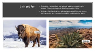 Skin and Fur • The desert agave plant has a thick, waxy skin covering its
leaves. This prevents water loss in the desert heat.
• Animals that live in areas with extremely cold temperatures,
such as bison, are covered in thick fur to keep them warm.
 