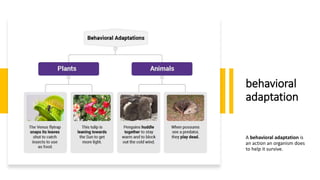 behavioral
adaptation
A behavioral adaptation is
an action an organism does
to help it survive.
 