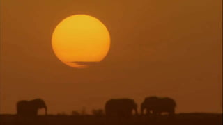 What are some behavioral adaptations to
changing seasons?
 