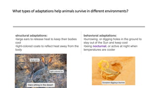 What types of adaptations help animals survive in different environments?
structural adaptations:
•large ears to release heat to keep their bodies
cool
•light-colored coats to reflect heat away from the
body
behavioral adaptations:
•burrowing, or digging holes in the ground to
stay out of the Sun and keep cool
•being nocturnal, or active at night when
temperatures are cooler
 
