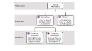 Adaptation and survival.pptx