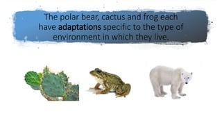 The polar bear, cactus and frog each
have adaptations specific to the type of
environment in which they live.
 