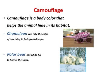 Camouflage
• Camouflage is a body color that
helps the animal hide in its habitat.
- Chameleon can take the color
of any thing to hide from danger.
- Polar bear has white fur
to hide in the snow.
 