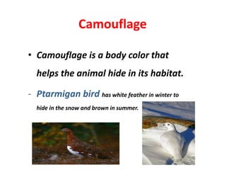 Camouflage
• Camouflage is a body color that
helps the animal hide in its habitat.
- Ptarmigan bird has white feather in winter to
hide in the snow and brown in summer.
 
